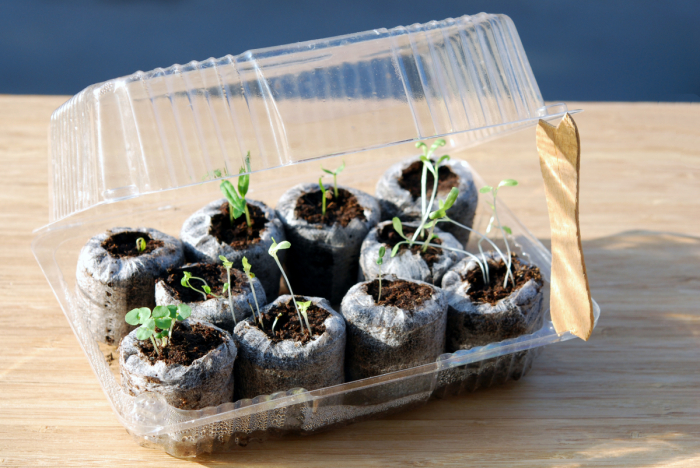 Mini greenhouse made out of a cupcake container