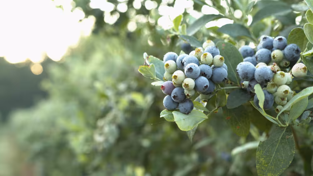 31st Annual Texas Blueberry Festival