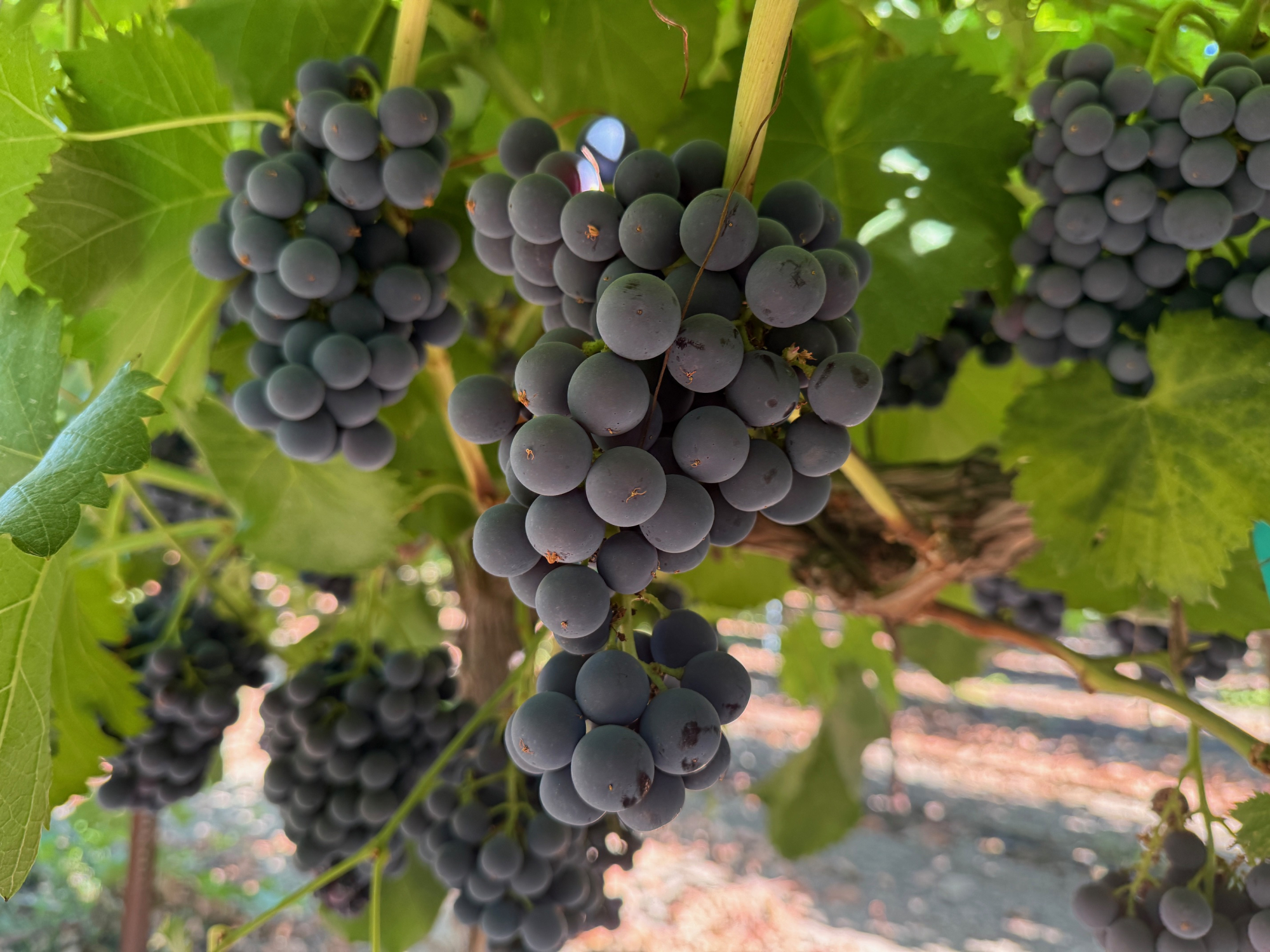 Blueberry Grapes